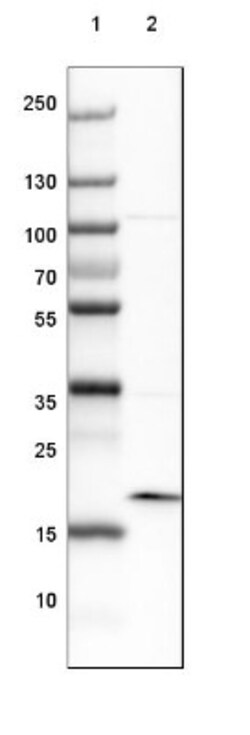 ARL2BP Antibody, Novus Biologicals 0.1mL; Unlabeled:Antibodies, Polyclonal